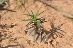 Brachystelma elenaduensis